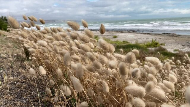 Hare's Tail Grass Blowing In The Wind At Kaikoura Coast In New Zealand. - close up