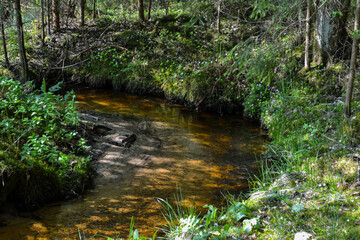 Fototapeta na wymiar Forest river in a bend. Green grass on the shore and spring flowers bloom.