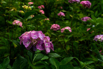 Hydrangea blooming in the forest on a rainy day.  雨の日の森の中に咲く紫陽花