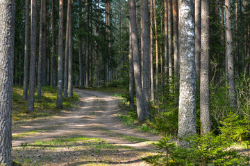 Obraz premium Car sand road in a green pine forest.