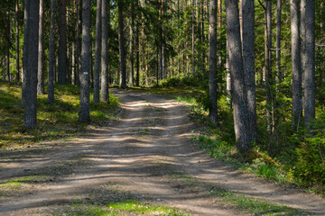 Fototapeta premium Car sand road in a green pine forest.