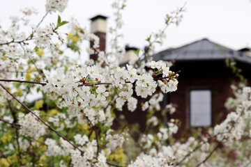 Cherry blossom in spring garden, view through the fruit trees to village house with a pipe. White flowers with young leaves on a branch, rural scene