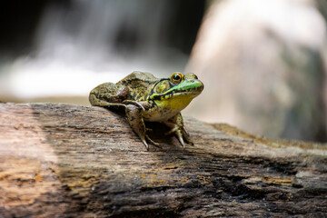 Frog sitting on a log 