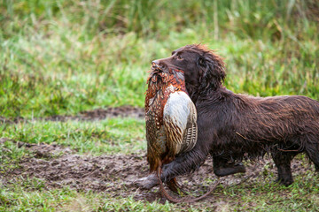 A gun dog retrieves a pheasant