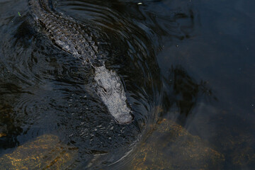 Alligator swimming in Everglades National Park, Florida