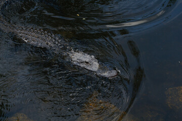 Alligator, Everglades National Park, Florida