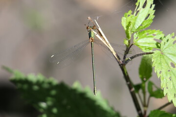 Westliche Weidenjungfer Weibchen