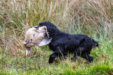 A gun dog retrieves a partridge