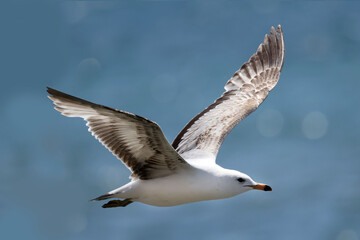Obraz premium Juvenile Ring billed gull flapping flying over lake on beautiful spring day 