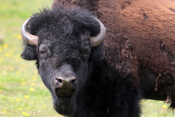 Bull on Bison Farm in spring shedding winter coat
