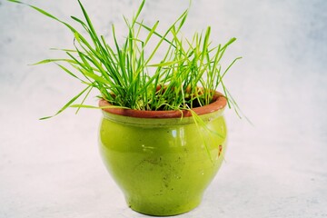 Cat grass growing in a pot, selective focus