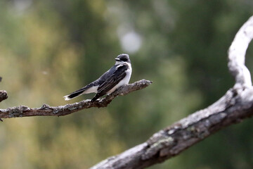 Eastern Kingbird resting on a branch in open field in early spring on beautiful sunny day
