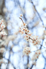 Apricot trees bloom with white flowers in early spring