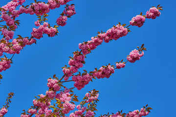 Rosa Baumblüten der japanischen Zierkirsche (Kurilenkirsche) im Frühling bei strahlendem Sonnenschein und blauen Himmel