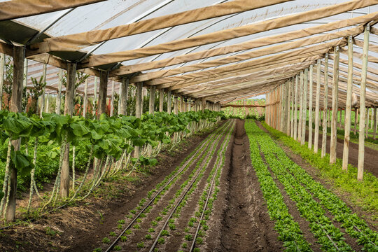 Planta&ccedil;&atilde;o de hortali&ccedil;as com irriga&ccedil;&atilde;o por gotejamento e cobertura para evitar geadas em produ&ccedil;&atilde;o familiar. &Aacute;rea rural em S&atilde;o Jos&eacute; dos Pinhais. 