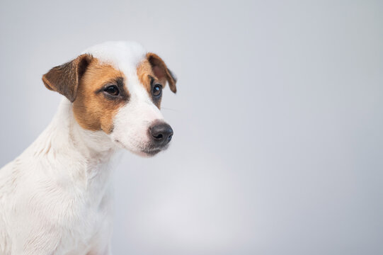 Funny dog jack russell terrier with foam on his head on a white background. Copy space.