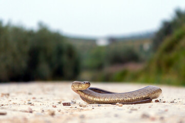 ladder snake staring as it prepares to strike