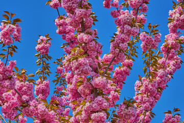 Fototapeta na wymiar Rosa Baumblüten der japanischen Zierkirsche (Kurilenkirsche) im Frühling bei strahlendem Sonnenschein und blauen Himmel