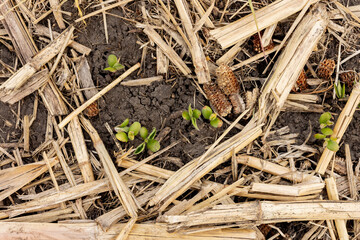 Soybeans emerging in a no-till field with corn stalk residue with slight frost damage. - obrazy, fototapety, plakaty