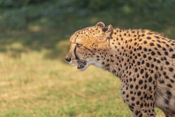 Adult cheetah walks in a zoo safari park. Beauty and strength of African big predator cats