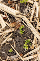 Soybeans just emerging in the spring in a field of cornstalks and winter rye in portrait...