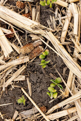Soybeans just emerging in the spring in a field of cornstalks and winter rye in portrait orientation.