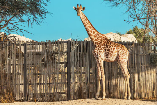 A Beautiful Giraffe In Its Enclosure In The Zoo Safari Park. An Amazing Animal Demonstrating Natural Selection Darwin's Theory