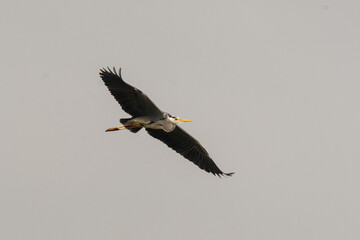 Grey heron (Ardea cinerea) in flight against blue sky