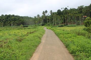 Fototapeta na wymiar path though paddy fields in Kerala India , Naatu vazhikal 
