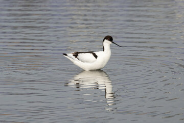 Fototapeta na wymiar Pied Avocet in water looking for food (Recurvirostra avosetta)