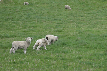 Romneyschaf / Romney sheep / Ovis.