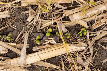 A row of no-till soybeans emerging in a field of corn stalk residue and winter rye cover crop.