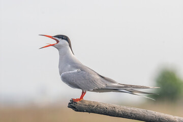 Close up portrait of Common tern (sterna hirundo) in Danube Delta Romania