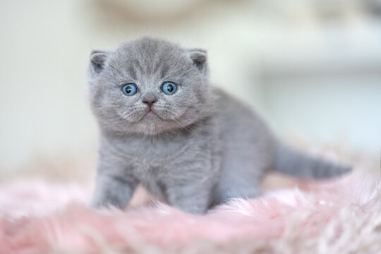 Extram niedliches Katzenbaby BKH Kitten ganz vertr&auml;umt
