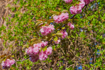 Obraz premium Rosa Baumblüten der japanischen Zierkirsche (Kurilenkirsche) im Frühling bei strahlendem Sonnenschein