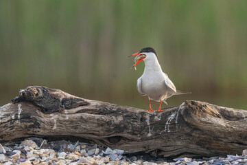 Close up portrait of Common tern (sterna hirundo) in Danube Delta Romania