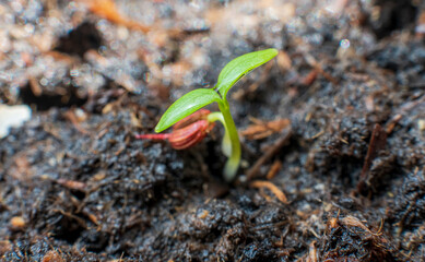 Freshly sprouted parsley from seed