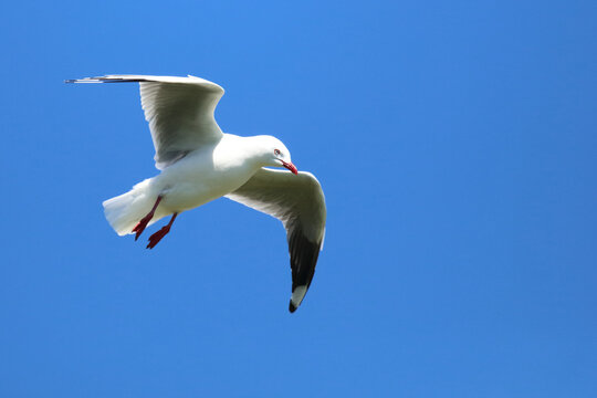 Rotschnabelm&ouml;we / Red-billed gull / Larus scopulinus.