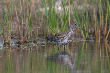 Spotted Redshank in water (Tringa erythropus)