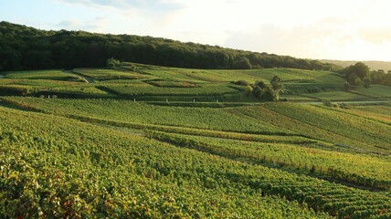 Fototapeta na wymiar Paysage de vigne verte en été à Verzenay en Champagne Ardenne au soleil couchant (France)