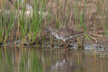 Spotted Redshank in water (Tringa erythropus)