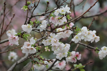 Obraz na płótnie Canvas the close up of Cherry Blossom at hong kong tko park