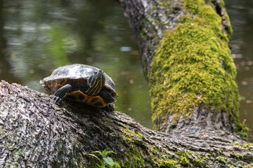 Obraz premium Turtle on sun