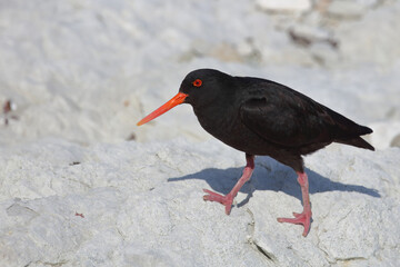 Neuseeländischer Austernfischer / Variable oystercatcher / Haematopus unicolor