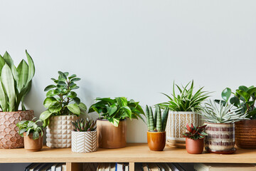 Stylish composition of home garden interior filled a lot of beautiful plants, cacti, succulents, air plant in different design pots. Home gardening concept Home jungle. Copy spcae. Template - Powered by Adobe