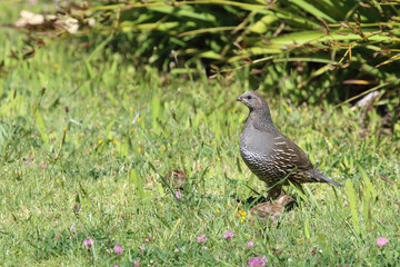 Schopfwachtel / California quail or California valley quail / Callipepla californica.