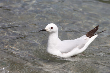 Maorimöwe / Black-billed gull / Chroicocephalus bulleri