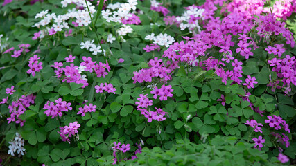floral texture background. front view