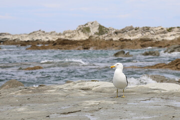 Dominikanermöwe / Southern black-backed gull / Larus dominicanus