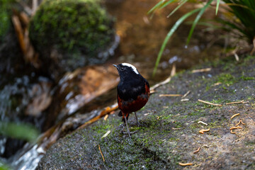 White - capped Water Redstart